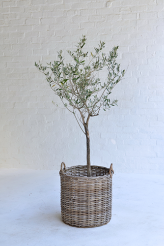 005 Olive trees – including Basket